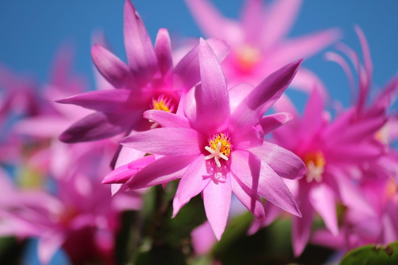 christmas-cactus-103118_1280.jpg