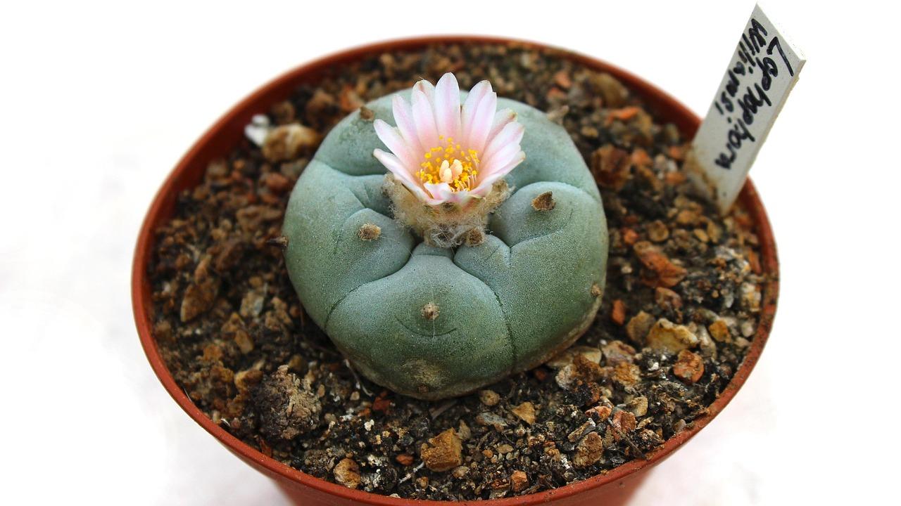 cactus-1397678_1280.jpg