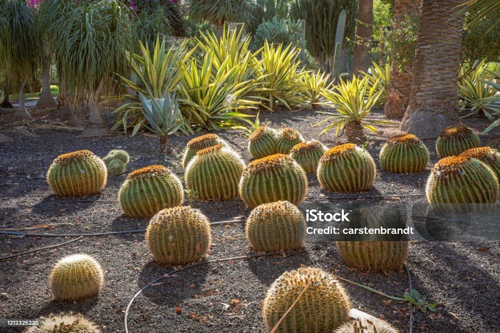 istockphoto-1212325230-1024x1024.jpg