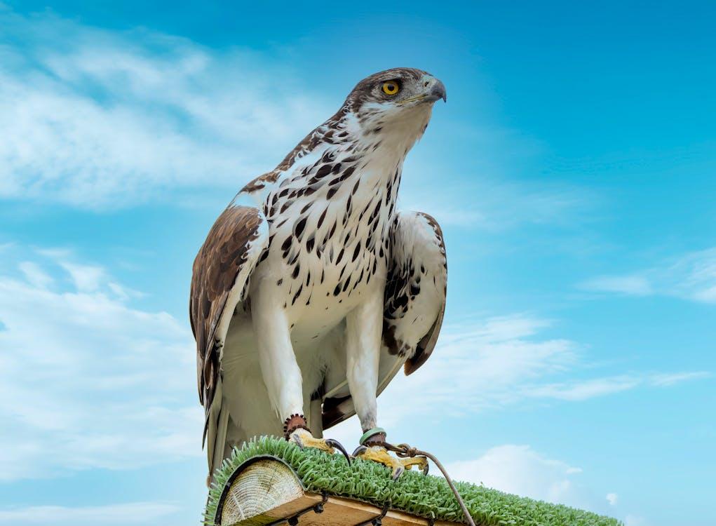 African Hawk-Eagle (Aquila spilogaster)