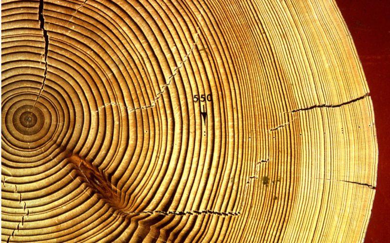 Tree Rings and Dendrochronology
