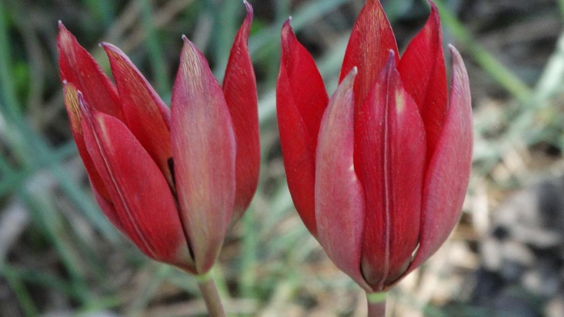Manisa Lily (Tulipa orphanidea)