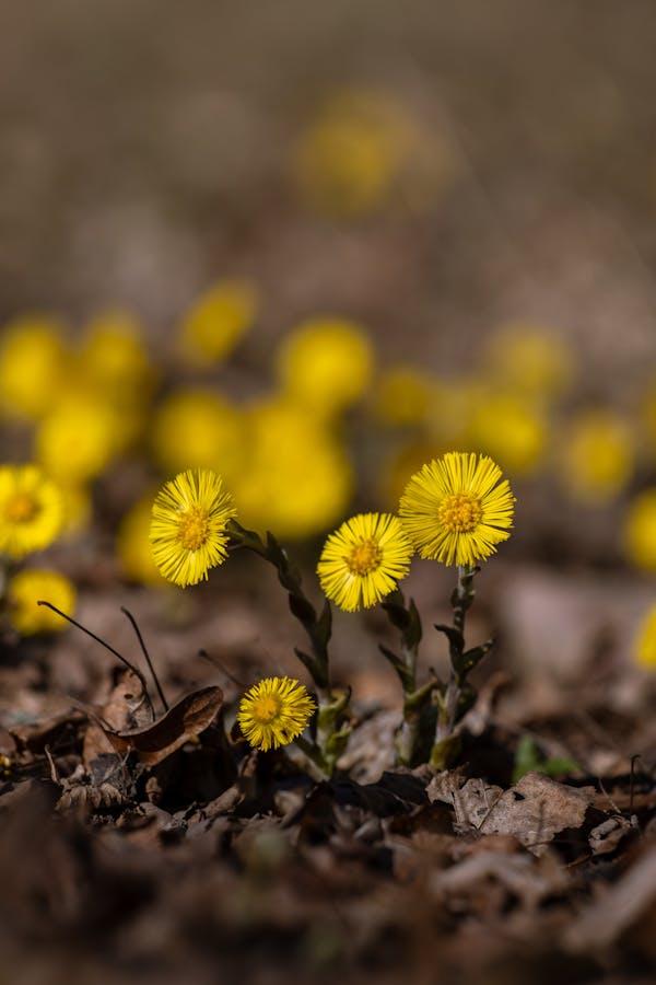 Öksürük Otu (Tussilago Farfara L.)