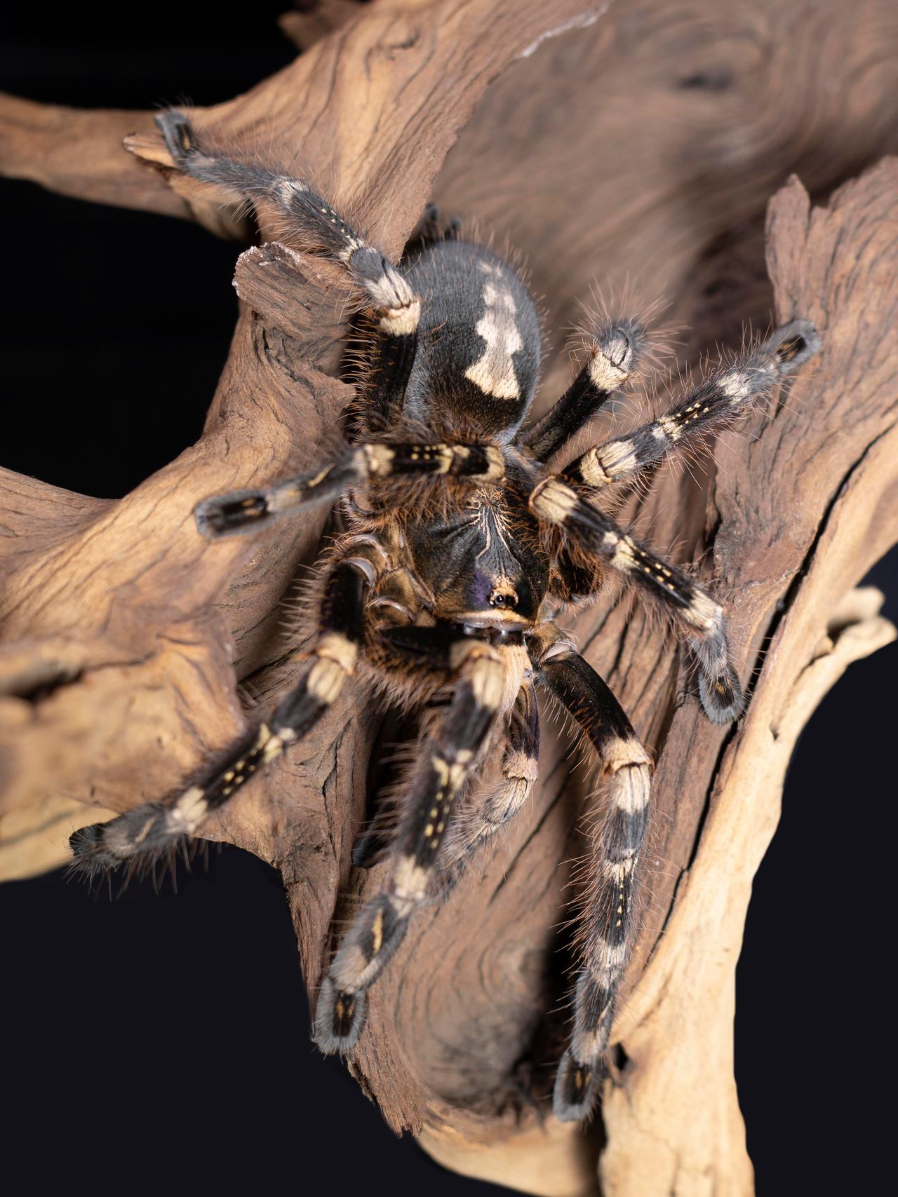 Indian Ornamental Tarantula (Poecilotheria regalis)