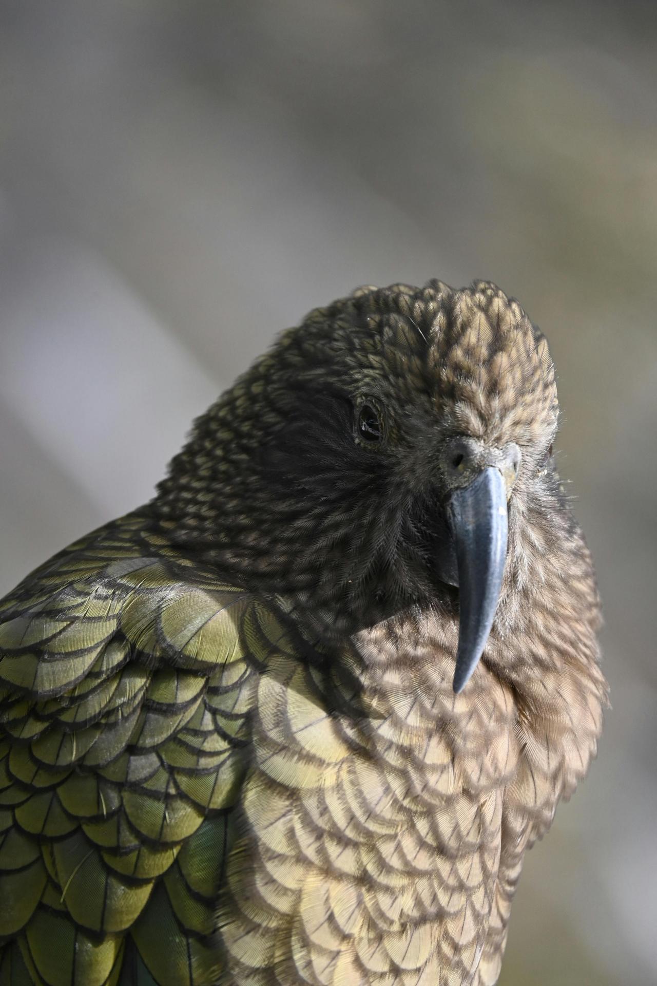 Kea Parrot (Nestor notabilis)
