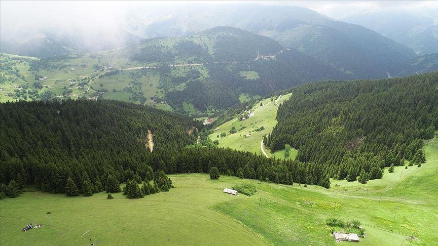 Kümbet Plateau (Giresun)