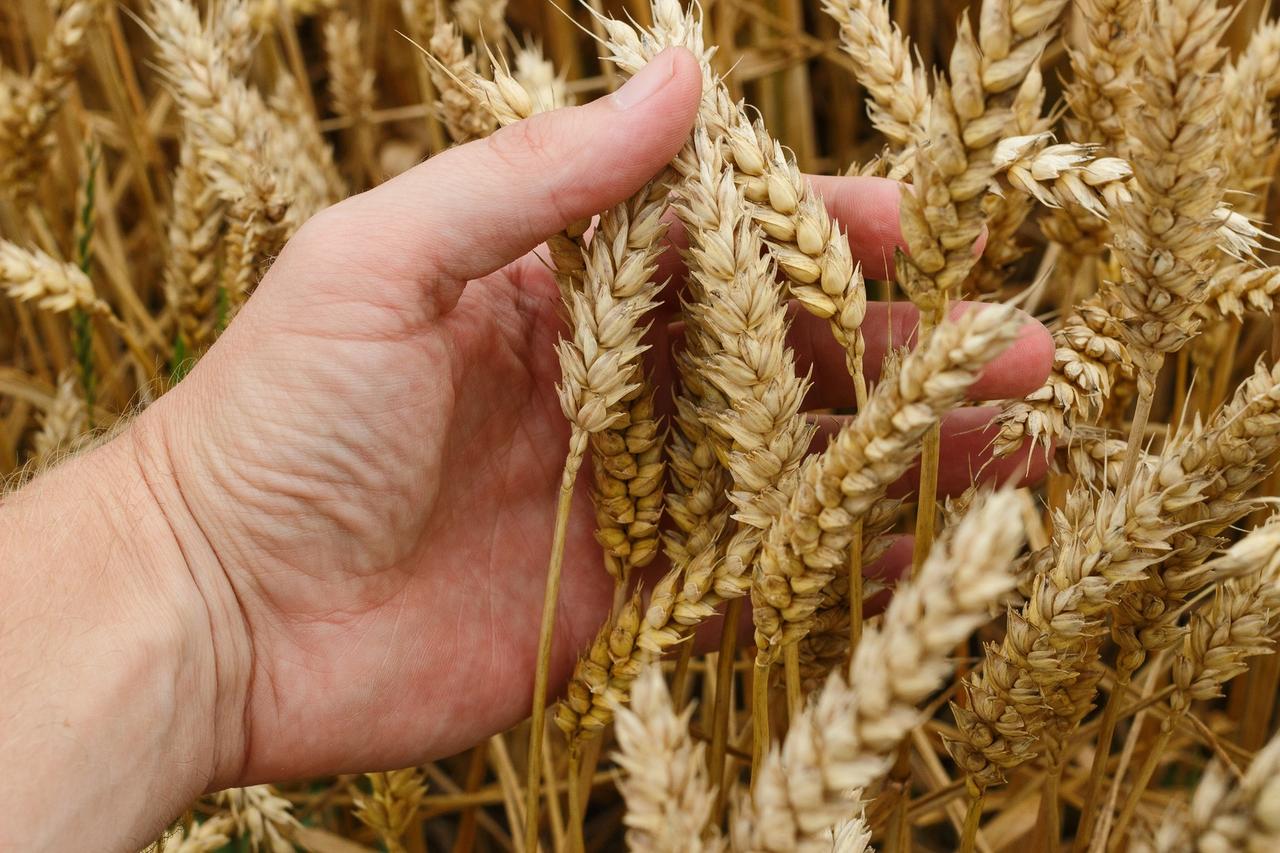 Wheat (Triticum spp.)
