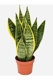 Kılıç Çiçeği (Sansevieria trifasciata)