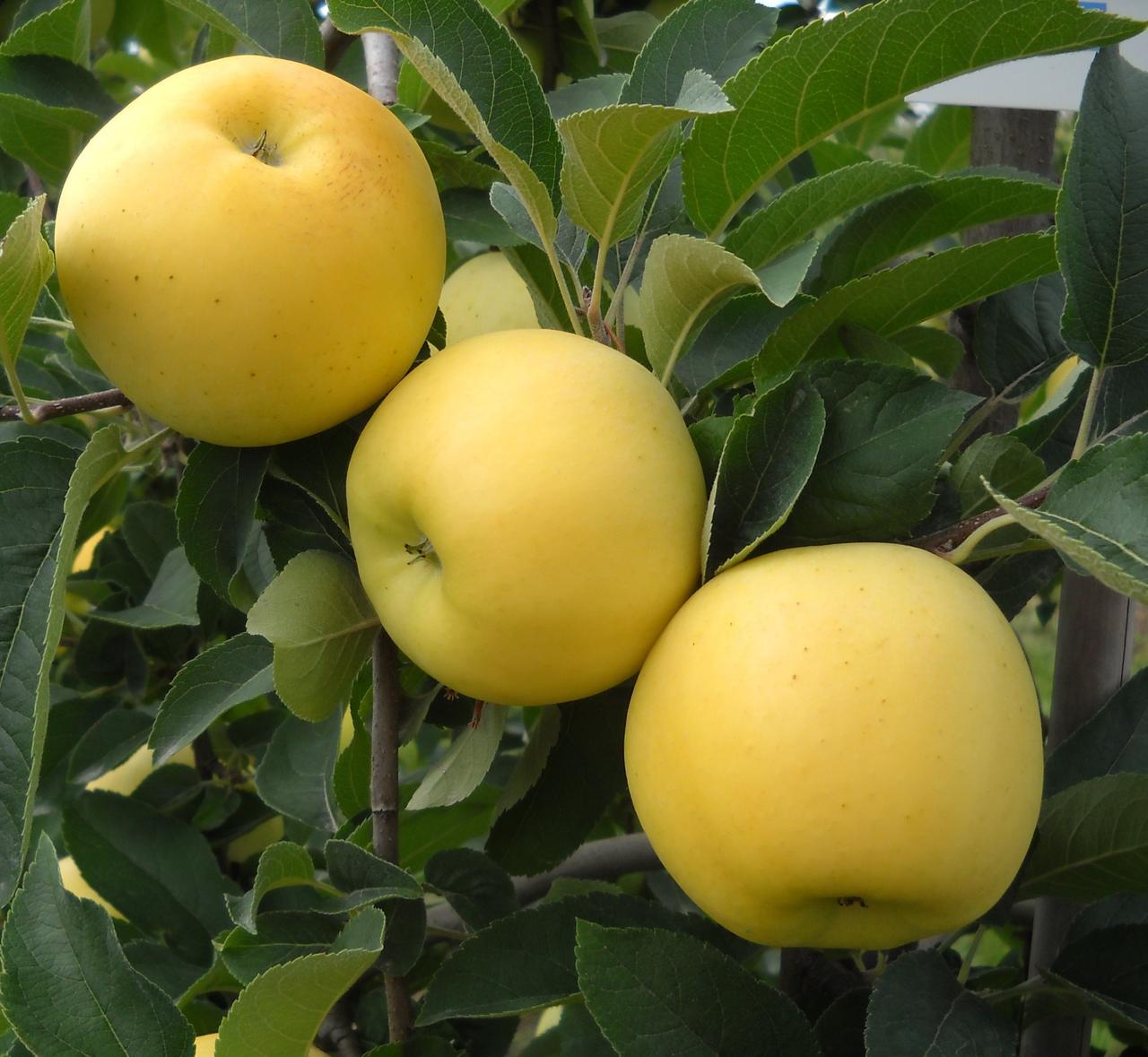 Bayramiç Apple