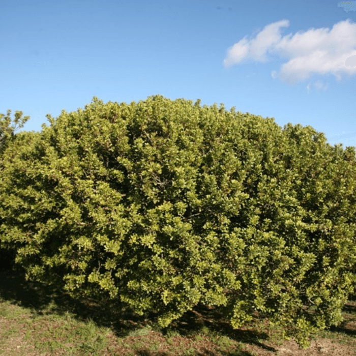 Mastic Tree (Pistacia lentiscus)