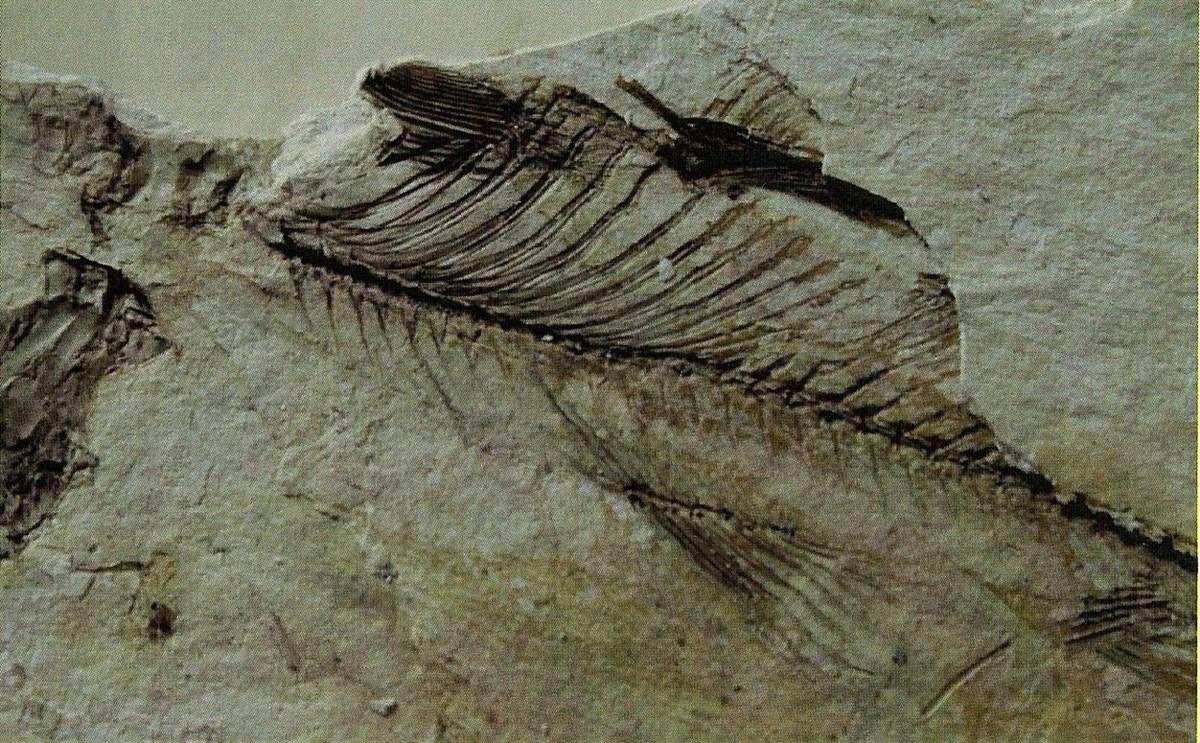 BeĆkonak Fossil Beds Geosite