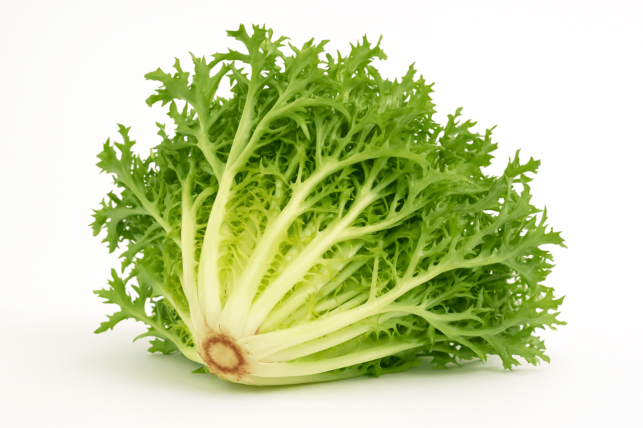 Endive Lettuce (Cichorium endivia var. crispum)