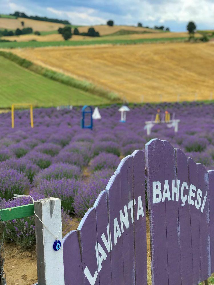 Sakarya Lavender Garden