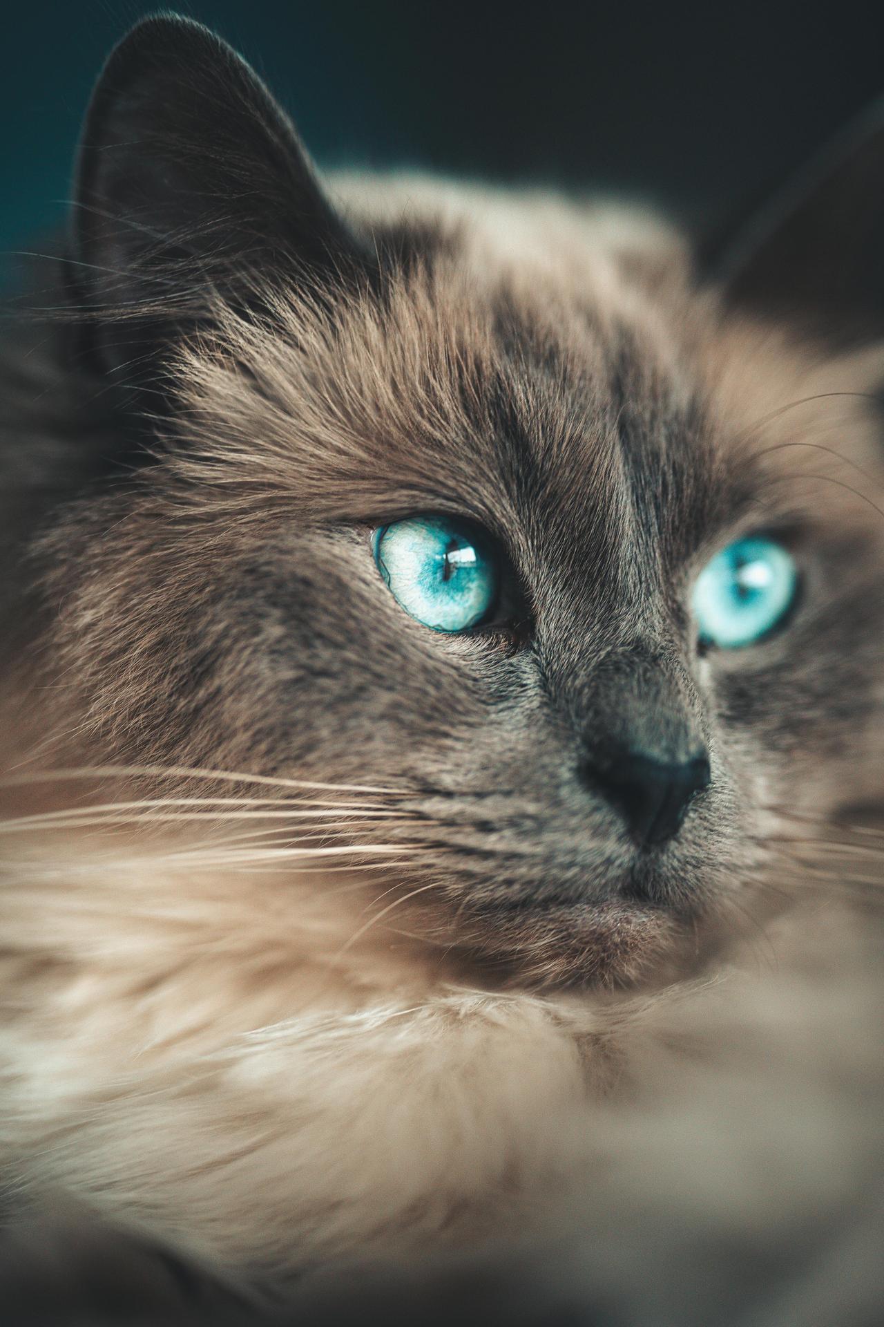 Ragdoll kedisi