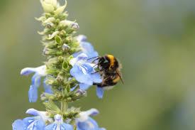 Bombus Arısı