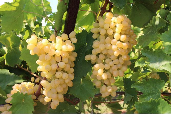 Isabey Seedless Grape