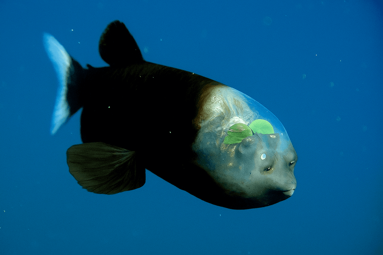 Transparent-headed Fish (Macropinna microstoma)