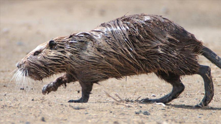 Nutria (Myocastor coypus)