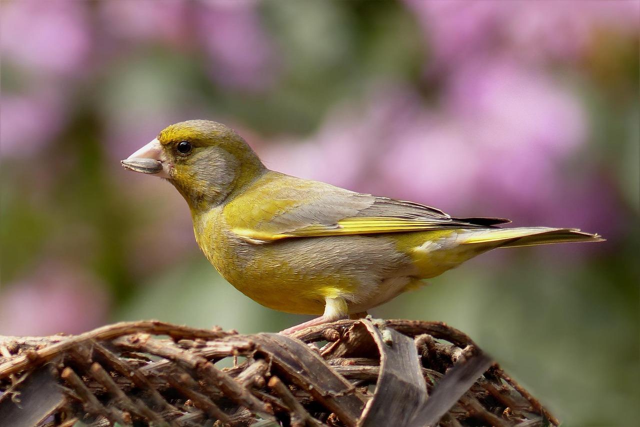Florya (Chloris chloris)