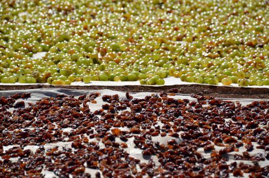 Adıyaman Besni Grape