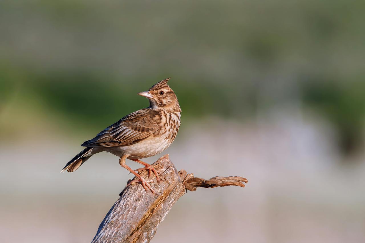 Tepeli Toygar (Galerida cristata)