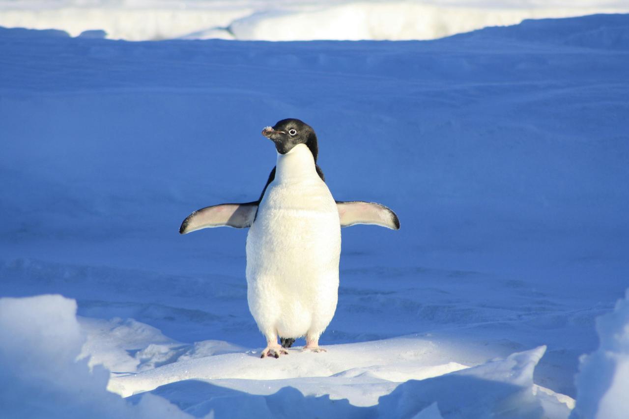 Adelie Pengueni (Pygoscelis Adeliae)