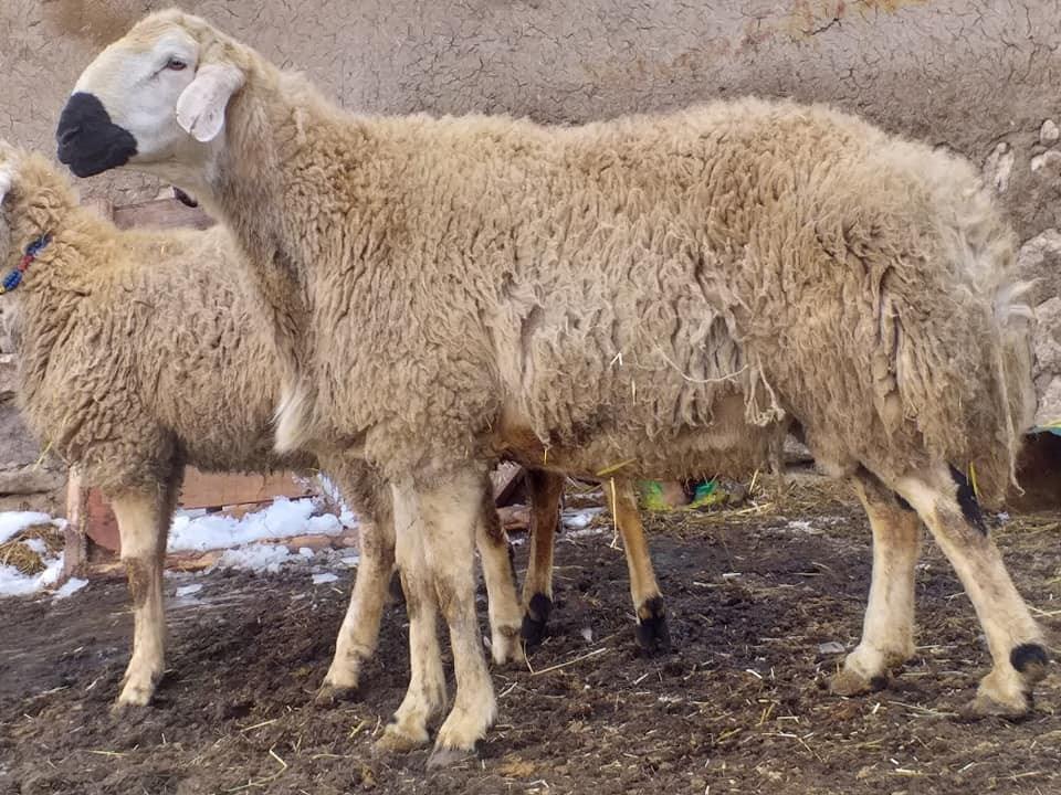Kangal Koyunu