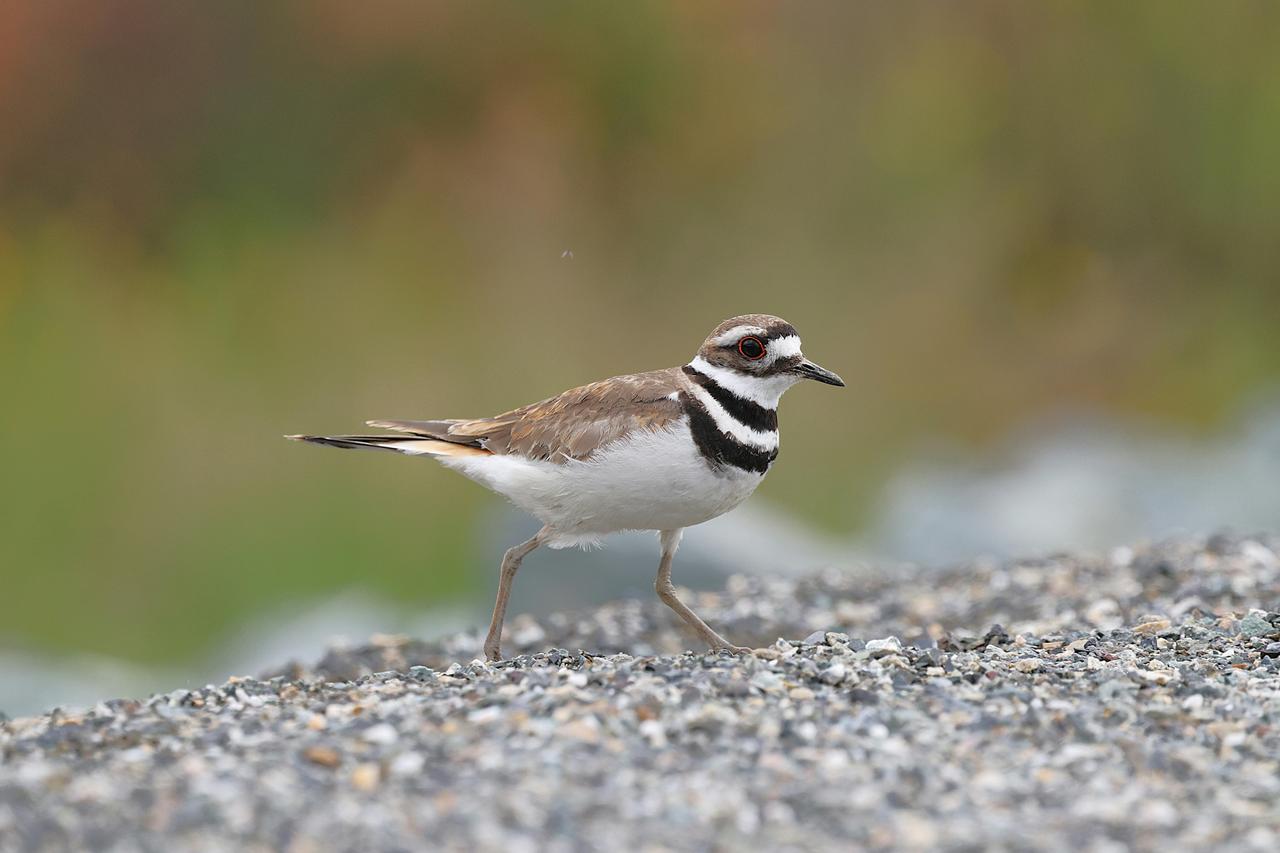Halkalı Cılıbıt (Charadrius hiaticula)