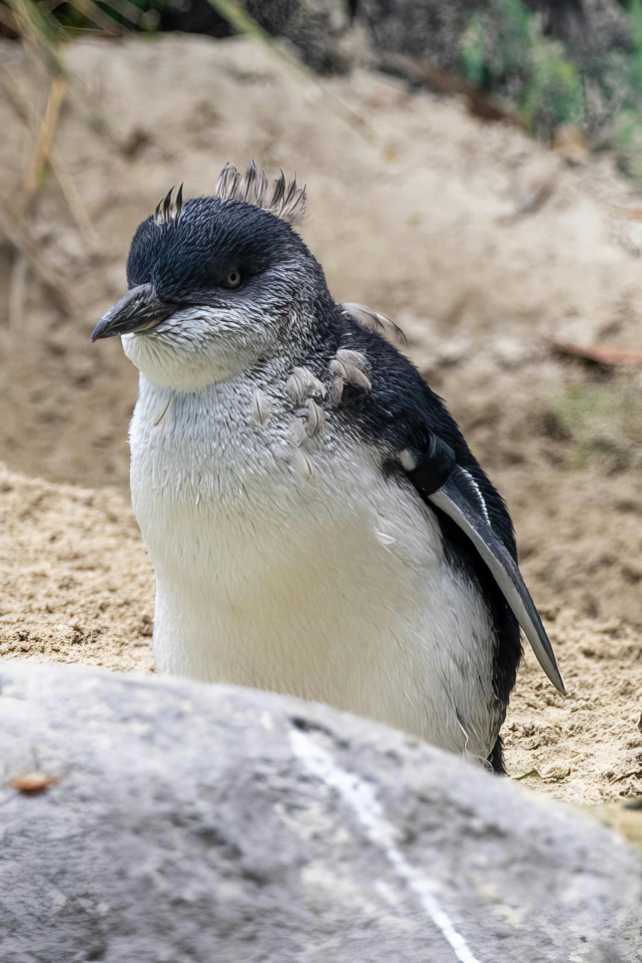 Küçük Penguen