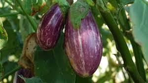 Yamula Eggplant