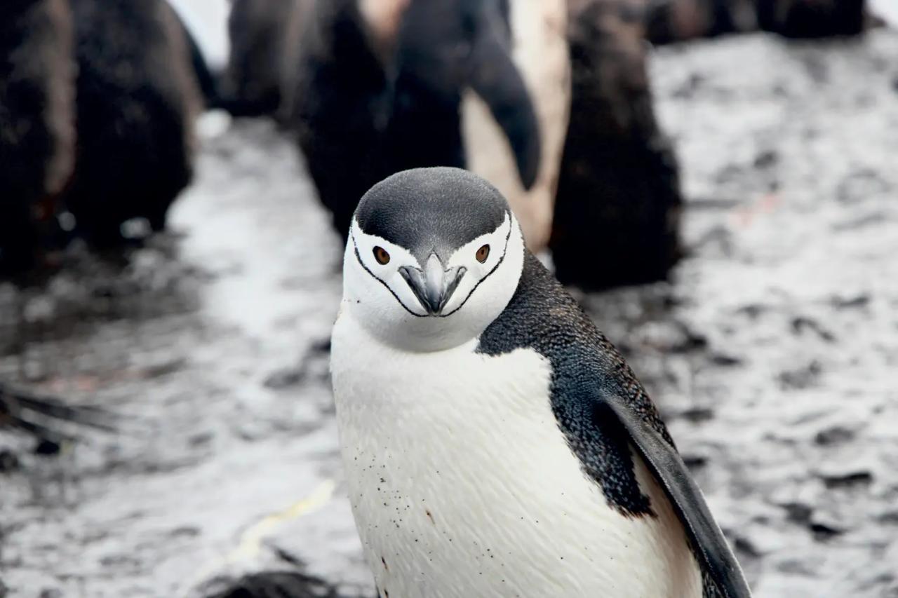 Chinstrap Penguin (Pygoscelis Antarcticus)