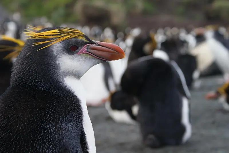 Royal Penguin (Eudyptes Schlegeli)