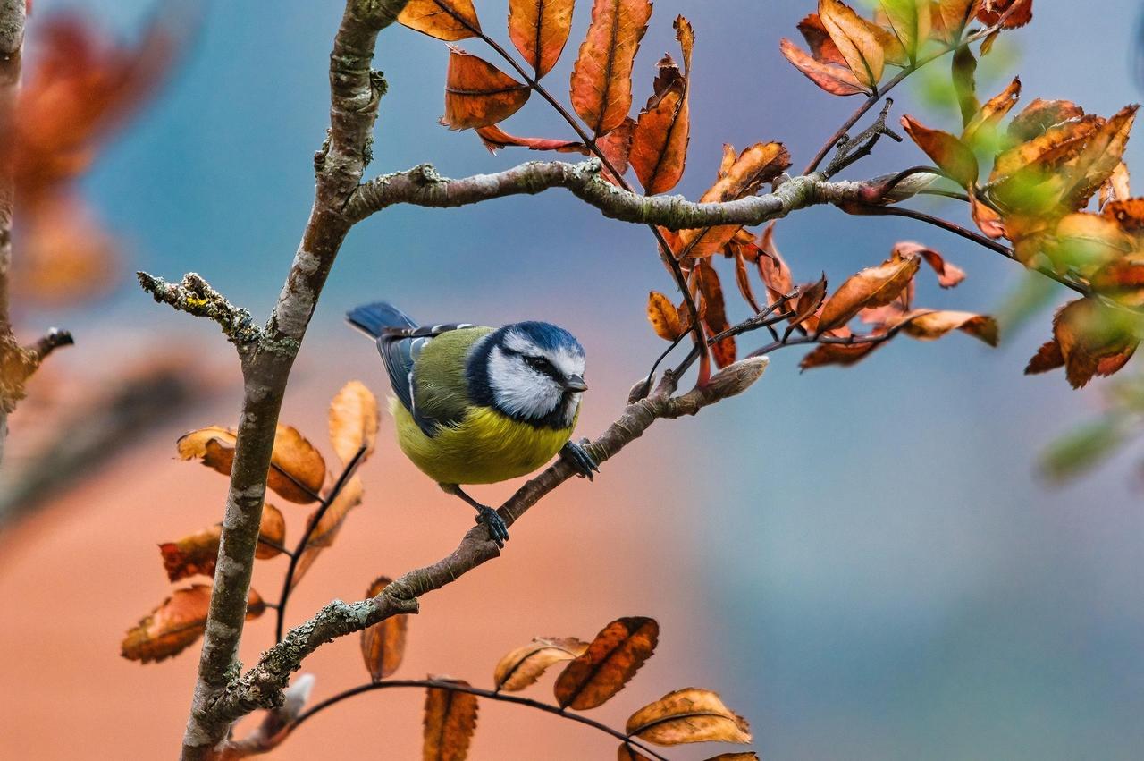Eurasian Blue Tit (Cyanistes caeruleus)