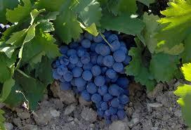 İncesu Karaevrek Grape