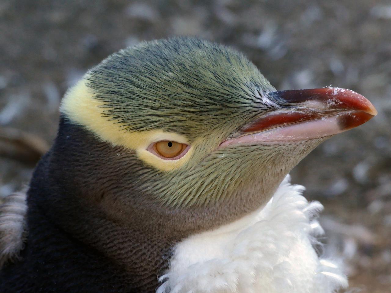 Yellow-eyed Penguin (Megadyptes antipodes)