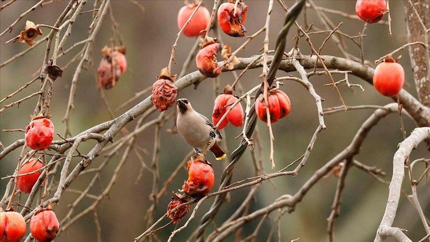 İpekkuyruk (Bombycilla garrulus)
