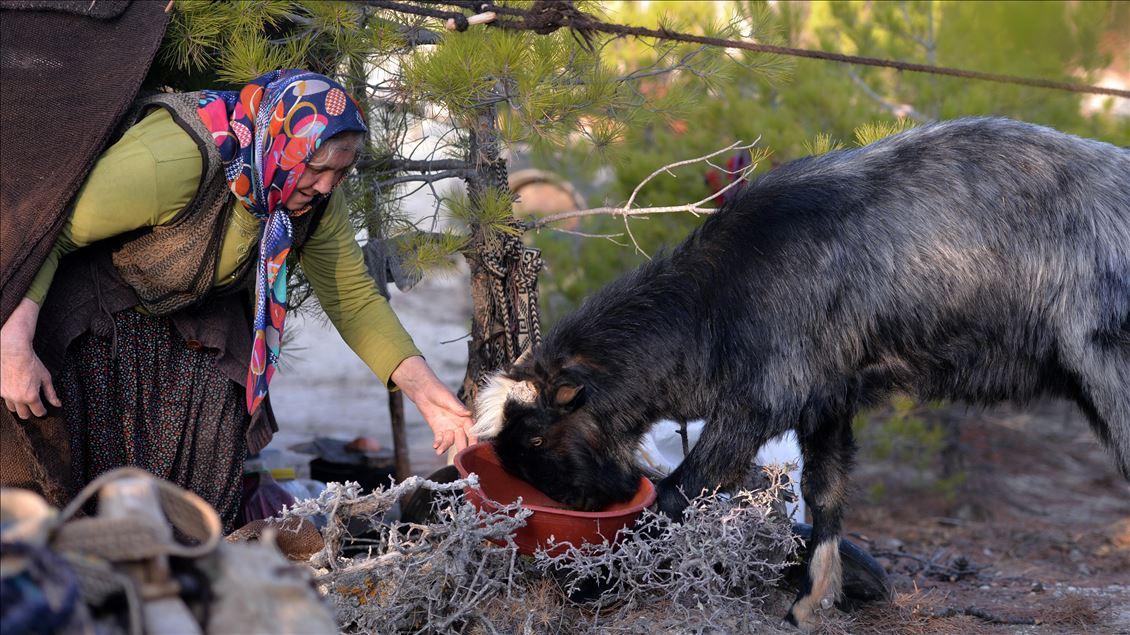 Sarıkeçili Yörüklerinde Küçükbaş Hayvancılık