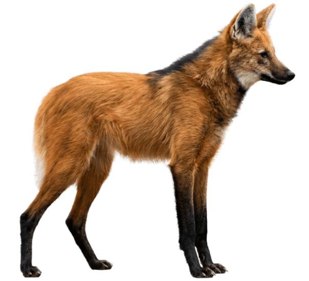 Maned wolf (Chrysocyon brachyurus)