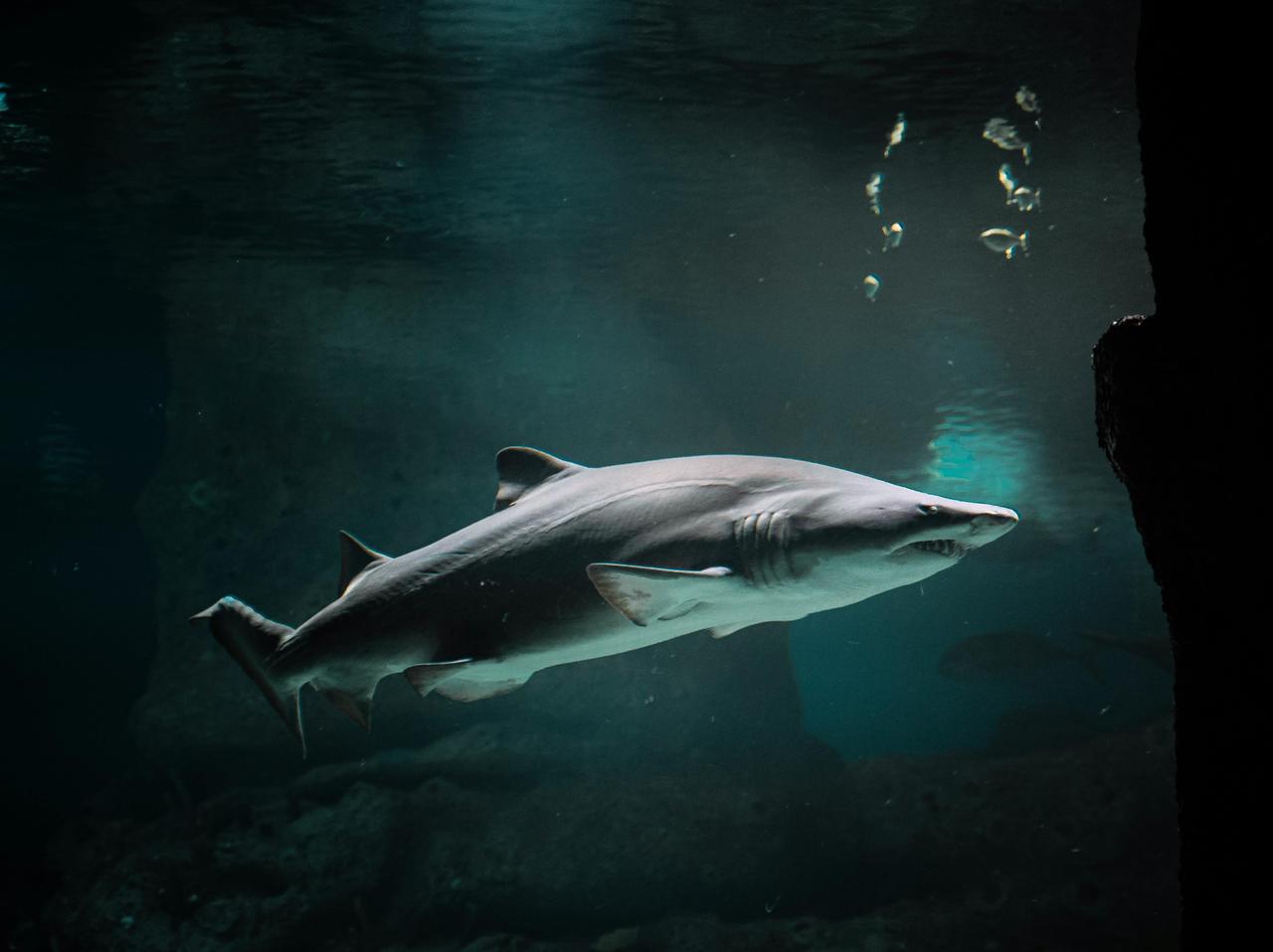 Megalodon 'un su altındaki görüntüsü