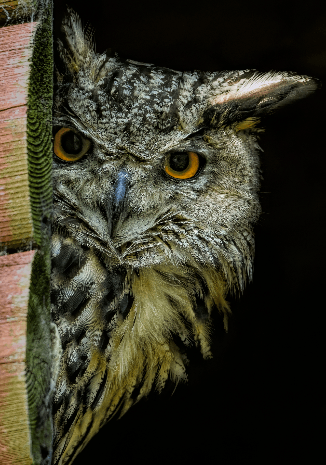 Puhu Owl (Bubo bubo)