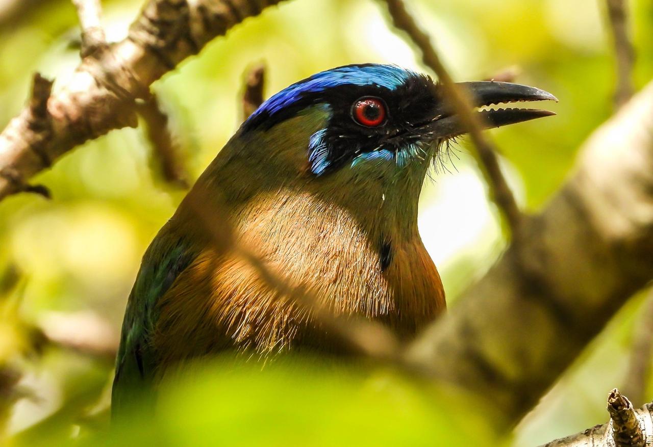 Blue-crowned Motmot (Momotus momota)