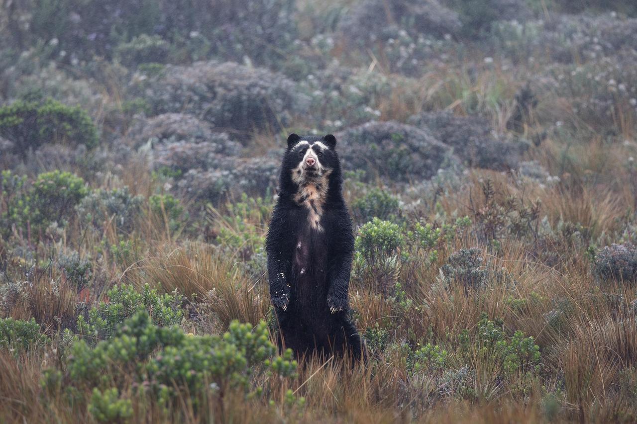 Spectacled Bear (Tremarctos ornatus)