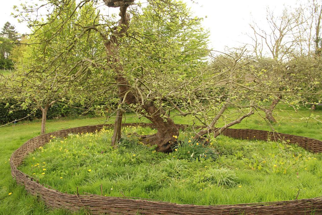 The tree from which Newton’s apple fell