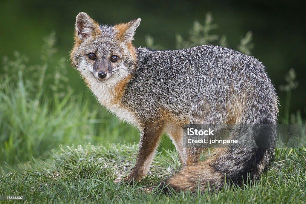 Gri Tilki (Urocyon cinereoargenteus)