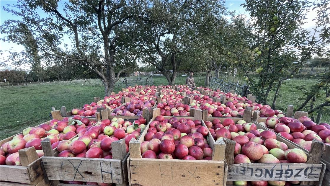 Apples in Storage