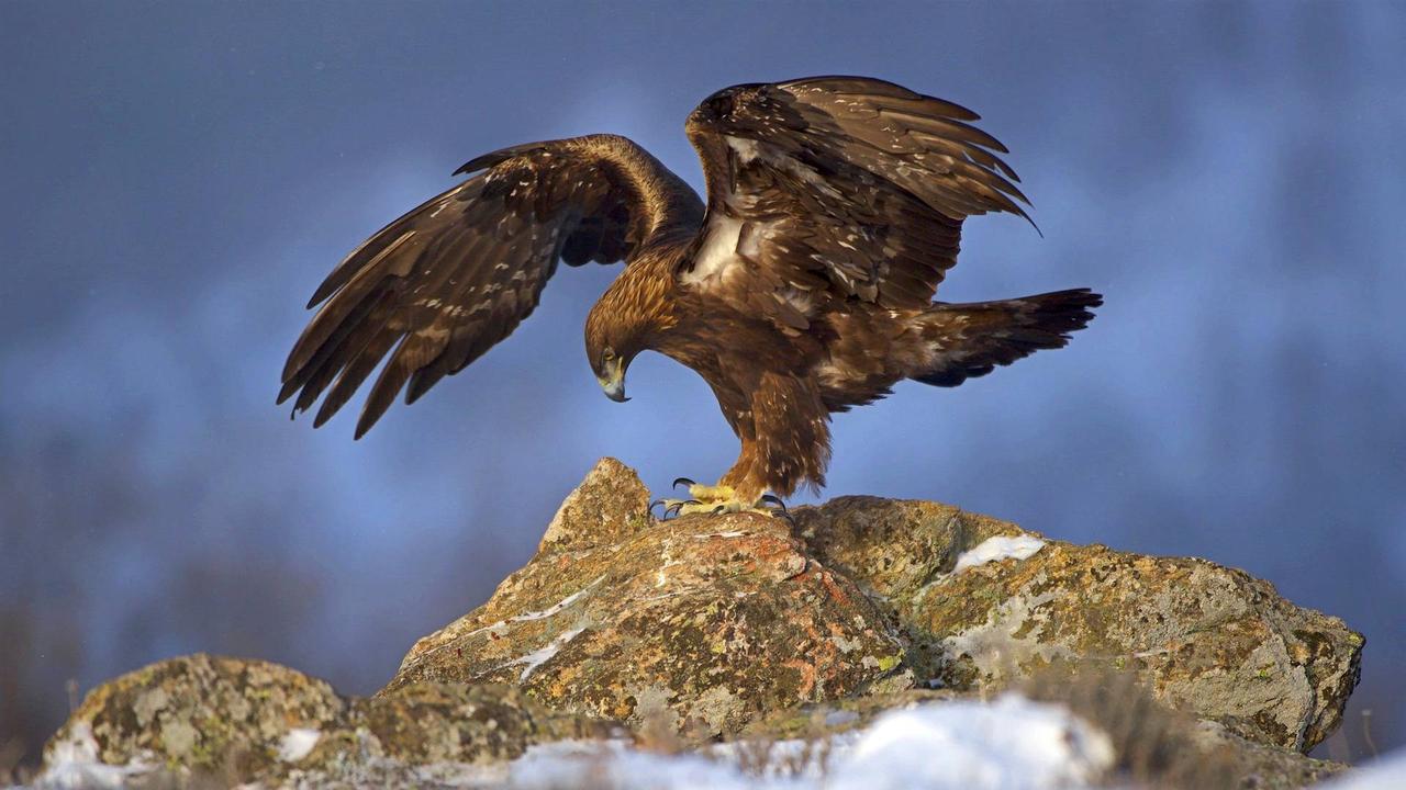 Golden Eagle (Aquila chrysaetos)