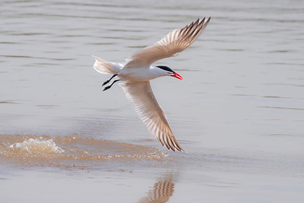 Caspian Tern (Hydroprogne caspia)