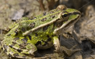 Frogs