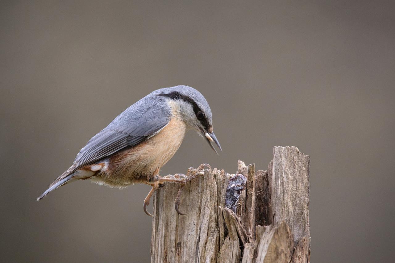 Krüper's nuthatch