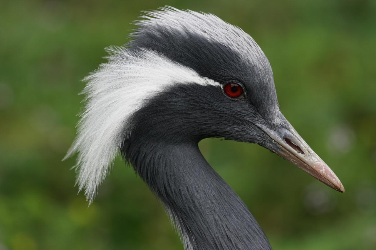 Demoiselle Crane
